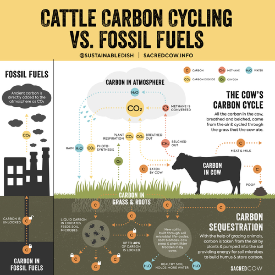 Biogenic_Cycle_Sacred_Cow.jpg