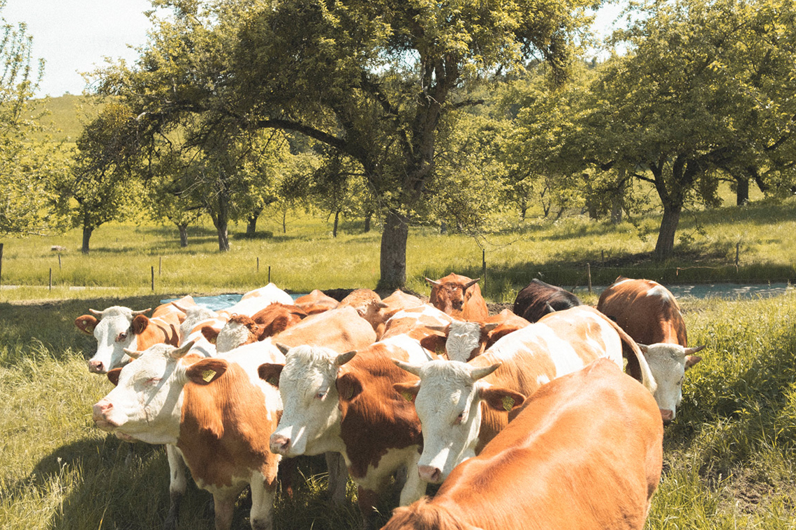 cows.jpg cows.jpg